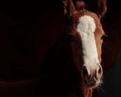 dressage horse Habiba Vh Bloemenhof (Belgium Sporthorse, 2013, from Whahid)