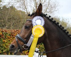 jumper Debüt 7 (German Riding Pony, 2008, from Dressman)