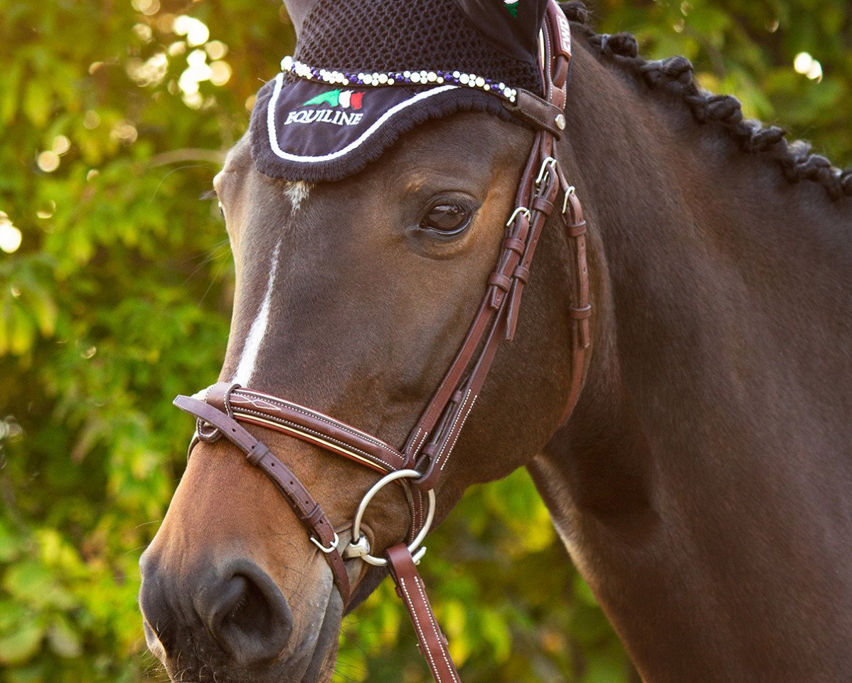 jumper Alice in Wonderland (Hanoverian, 2013, from Asti's Amsterdam)