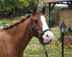 horse Mila (German Riding Pony,  , from Maccardo)