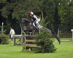 dressage horse Dark Rose 25 (Trakehner, 2013, from Kentucky)