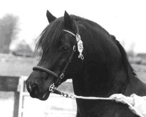 horse Hendrewen Prince (Welsh-Cob (Sek. D), 1981, from Derwen Rosina's Last)