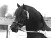 horse Hendrewen Prince (Welsh-Cob (Sek. D), 1981, from Derwen Rosina's Last)