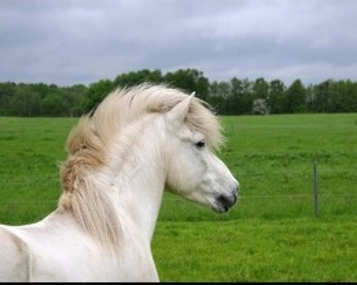 Deckhengst Þótti frá Hólum (Islandpferd, 1989, von Feykir frá Hafsteinsstöðum)