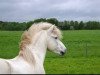 stallion Þótti frá Hólum (Iceland Horse, 1989, from Feykir frá Hafsteinsstöðum)