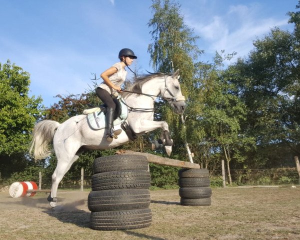 dressage horse Khamid M Hamid (Arabian, 2004)