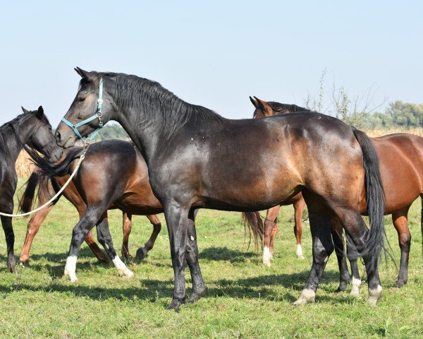 Zuchtstute Huncut (Ungarisches Warmblut, 2010, von Quantum)