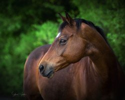 horse Orlon 4 (Trakehner, 2003, from Caprimond)