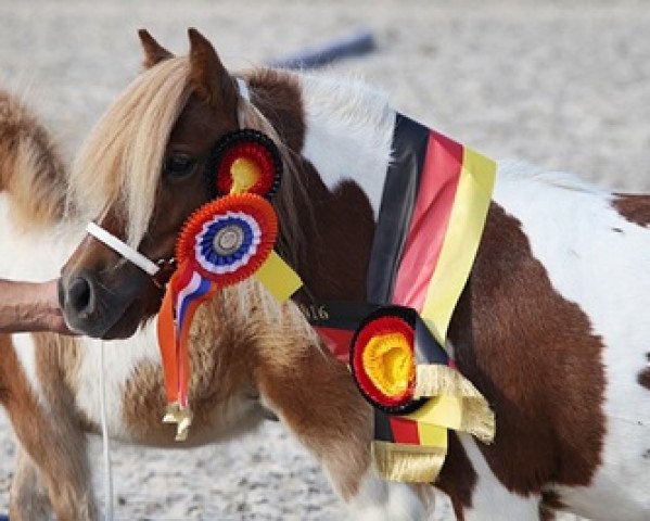 Zuchtstute Hahns Estelle (Shetland Pony (unter 87 cm),  , von Birchwood Pocket Prince)