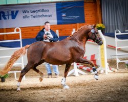 stallion RM Numerus Clausus 2 (German Riding Pony, 2016, from Fs Numero Uno)