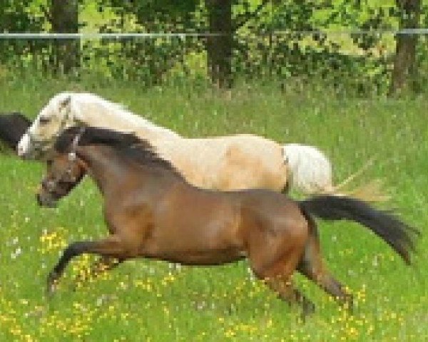 dressage horse RM Voice of Love (German Riding Pony, 2013, from RM V-Power)