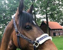 Dressurpferd Jackson (Deutsches Reitpony, 2011, von Jacky Boy)