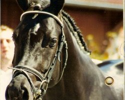 horse Scalignero (Russian Trakehner, 1992, from Dragun)