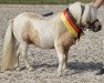 stallion Hahns Polarstern (Shetland pony (under 87 cm), 2010, from Birchwood Pocket Prince)