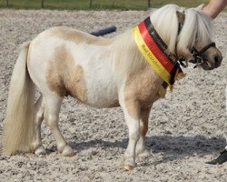 Deckhengst Hahns Polarstern (Shetland Pony (unter 87 cm), 2010, von Birchwood Pocket Prince)