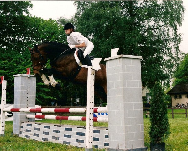 horse Caruso X (Hessian Warmblood, 1992, from Champ of Class)