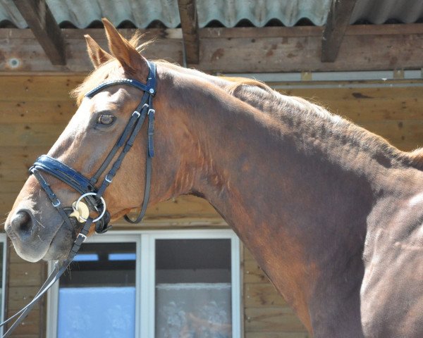 horse Tchico (KWPN (Royal Dutch Sporthorse), 2000, from Jazz)