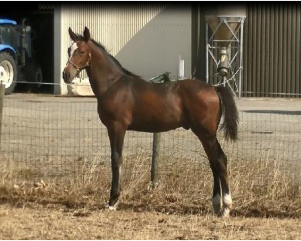 stallion Malcolm X (KWPN (Royal Dutch Sporthorse), 2018, from Maloubet de Pleville)