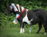 broodmare Stald Havens Liana (Shetland Pony, 2012, from Warezz from Broken Colours)