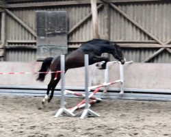 jumper Viscerado‘s Zuckerschnute (Hanoverian, 2019, from Viscerado)