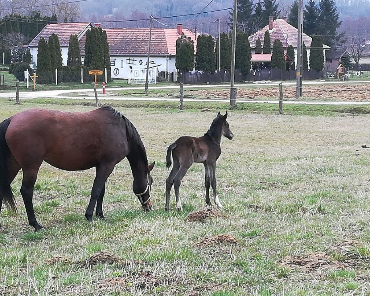 horse Clixos (Austrian Warmblood, 2018, from Clinton I)