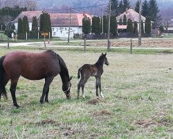 Pferd Clixos (Österreichisches Warmblut, 2018, von Clinton I)