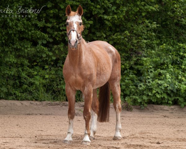 broodmare Phantasie (Rhinelander, 1991, from Pit I)