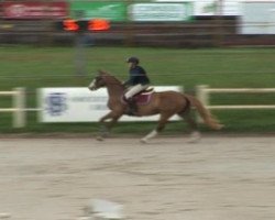 broodmare Ranguiroa Floreval (Selle Français, 2005, from For Pleasure)