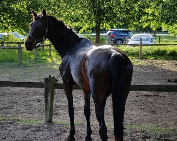 horse Zingst (Hessian Warmblood, 1993, from Zinntaler xx STS)