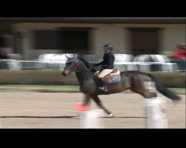 Springpferd Texto Floreval (Selle Français, 2007, von Dulf van den Bisschop)