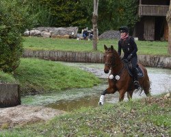 jumper Isselhook's Iroko TSF (Trakehner, 2013, from Donaufischer)