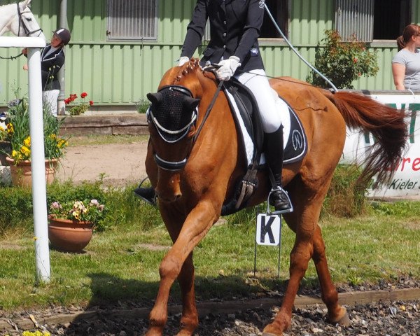 broodmare Kapriole (Hessian Warmblood, 1991, from Katanga AA)