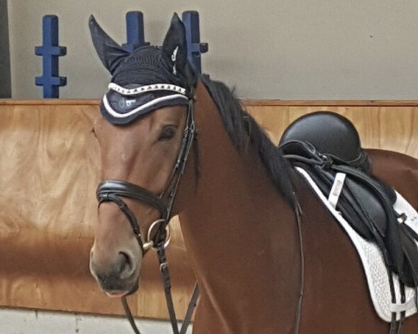 dressage horse Qyburn (Rhinelander, 2013, from Quaterhall)