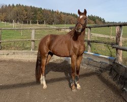 dressage horse Balero (Hanoverian, 2017, from Ben Benicio)