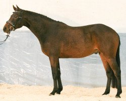 dressage horse Victus Fine (Hanoverian, 2015, from Viscount 22)