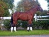 dressage horse Fielmann B (Hanoverian, 2016, from Fuechtels Floriscount OLD)