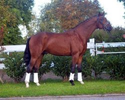 dressage horse Fielmann B (Hanoverian, 2016, from Fuechtels Floriscount OLD)