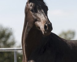 dressage horse Hengst von Honore du Soir/Caprimond (Trakehner, 2017, from Honoré du Soir)