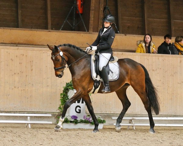 dressage horse Diadora 20 (Hanoverian, 2015, from Diacontinus)