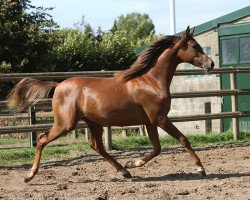 horse Stute von Pristice Kossack/Kar Tiburon (Arabian thoroughbred, 2017, from Pristice Kossack)