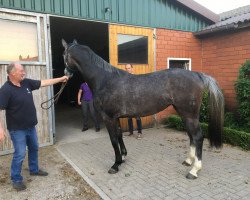 broodmare Cleysa (Oldenburg show jumper, 2015, from Clinton)