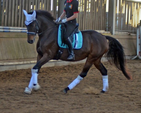 horse Donna Rubina 21 (Mecklenburg, 2011, from Reiter-Traum)