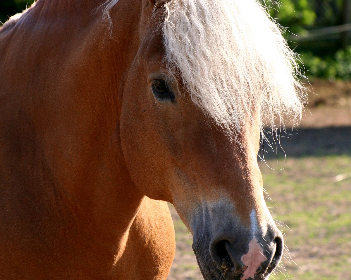 Deckhengst Nascher (Haflinger, 1995, von 1456 Nestroy)