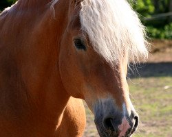 stallion Nascher (Haflinger, 1995, from 1456 Nestroy)