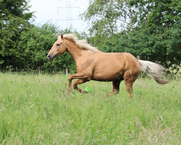 Pferd Viktor (Tschechisches Warmblut, 2006, von Mistral)