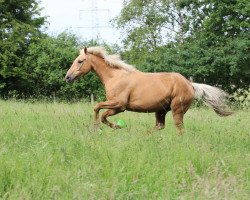 horse Viktor (Czech Warmblood, 2006, from Mistral)