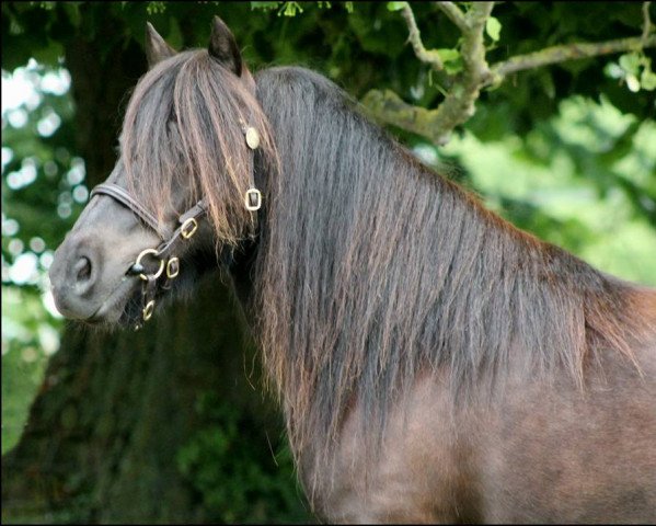 Zuchtstute Gläntans Wivi (Shetland Pony, 2006, von Valentijn v. d. Amstelhof)