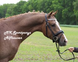 dressage horse Asterix (German Riding Pony, 2014, from Kastanienhof Cockney Cracker)