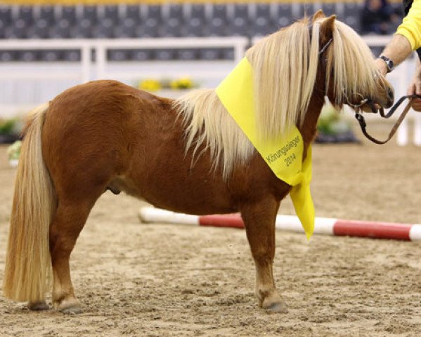 Deckhengst German B (Shetland Pony (unter 87 cm), 2012, von Gustav B)