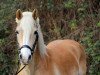 broodmare Leonie (Haflinger, 1997, from liz. 177/T Aberlord)